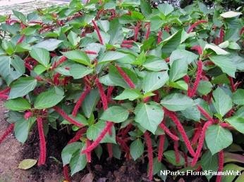 Acalypha