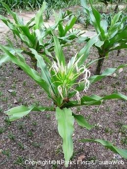 Crinum