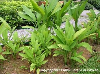 Curcuma