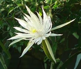 Epiphyllum