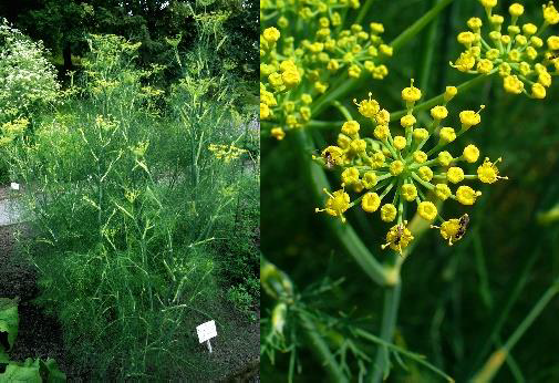 Foeniculum