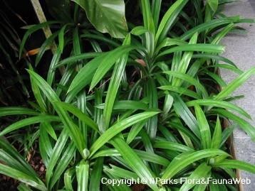 Pandanus