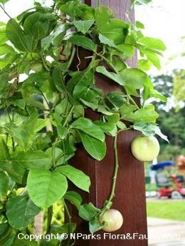 Passiflora