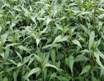 Persicaria