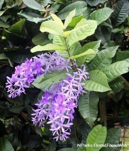 Petrea