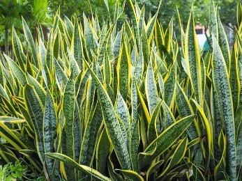 Sansevieria