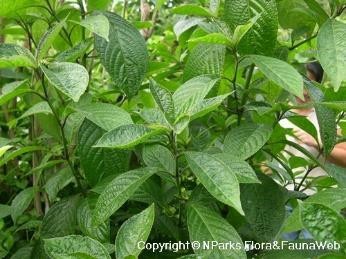 Strobilanthes